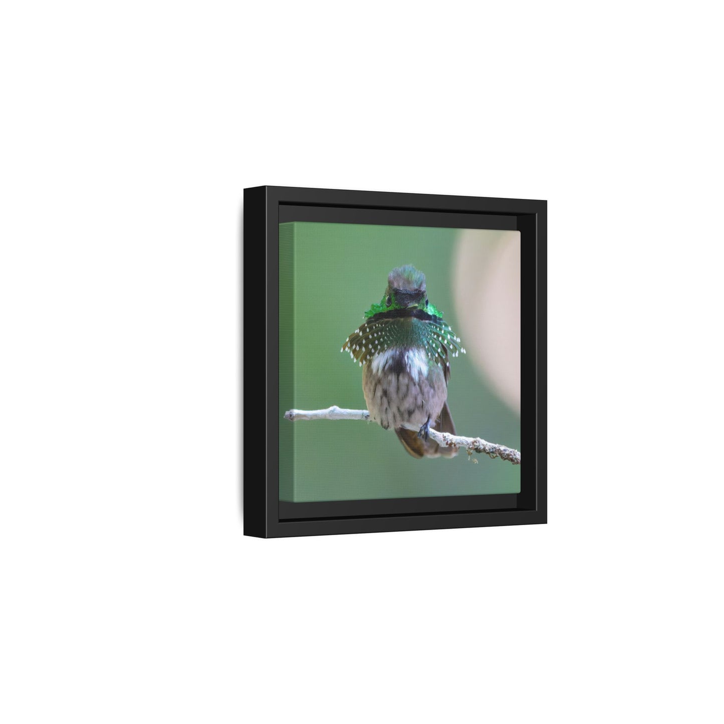 Festive Coquette Framed Canvas Print, Hummingbird Portrait Wall Art