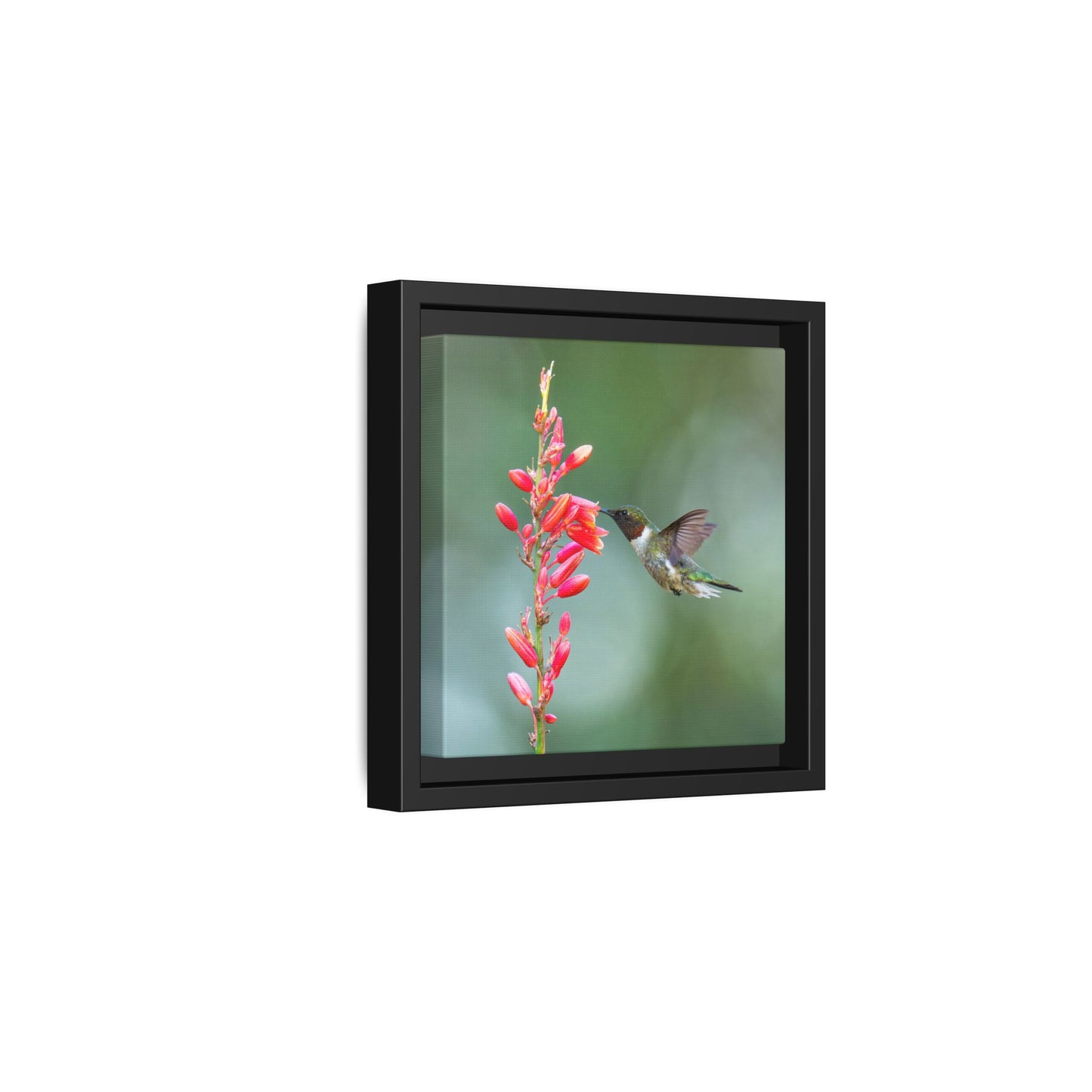 Ruby-throated Hummingbird Framed Canvas Print, Hummingbird and Red Flowers Wall Art