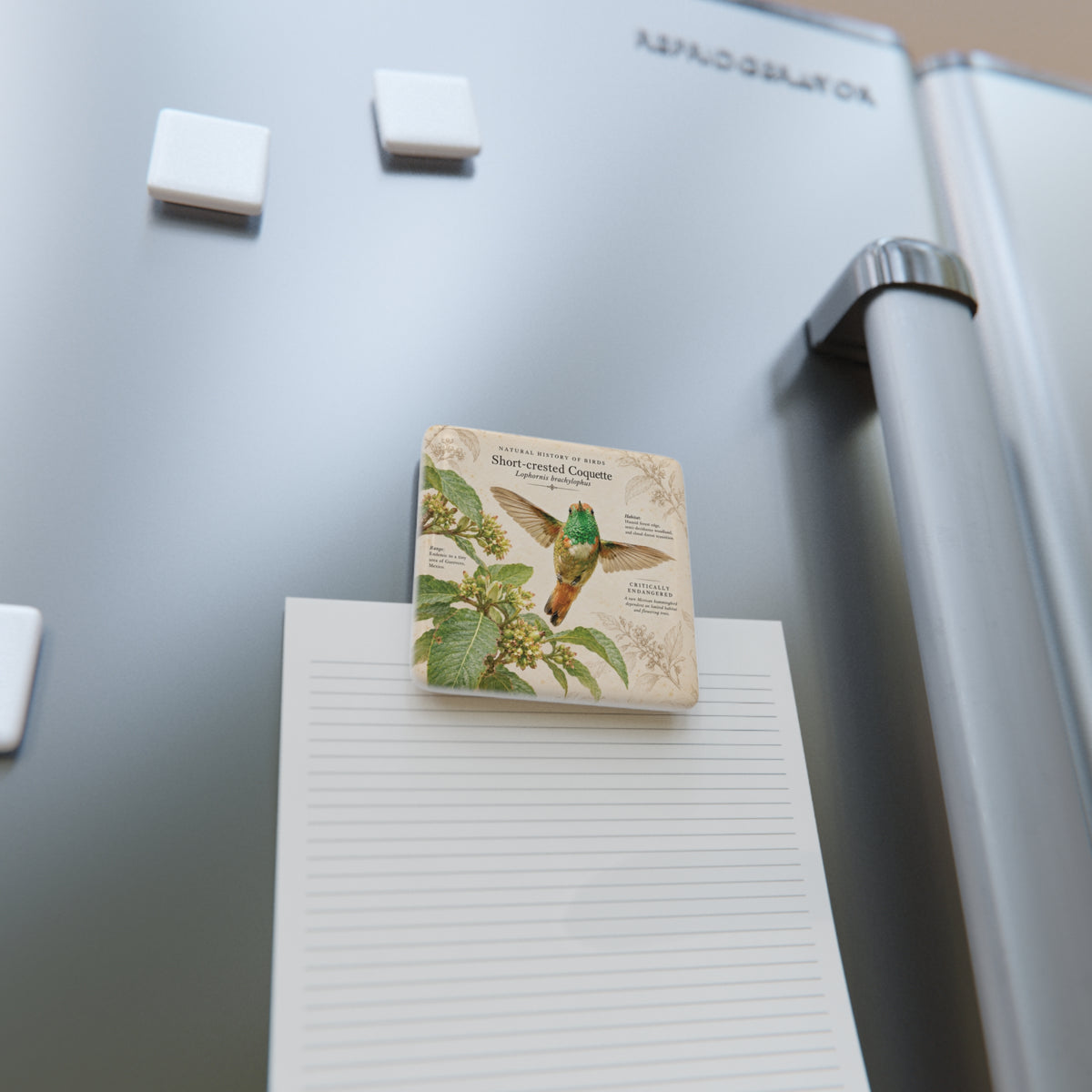 Short-crested Coquette Porcelain Magnet