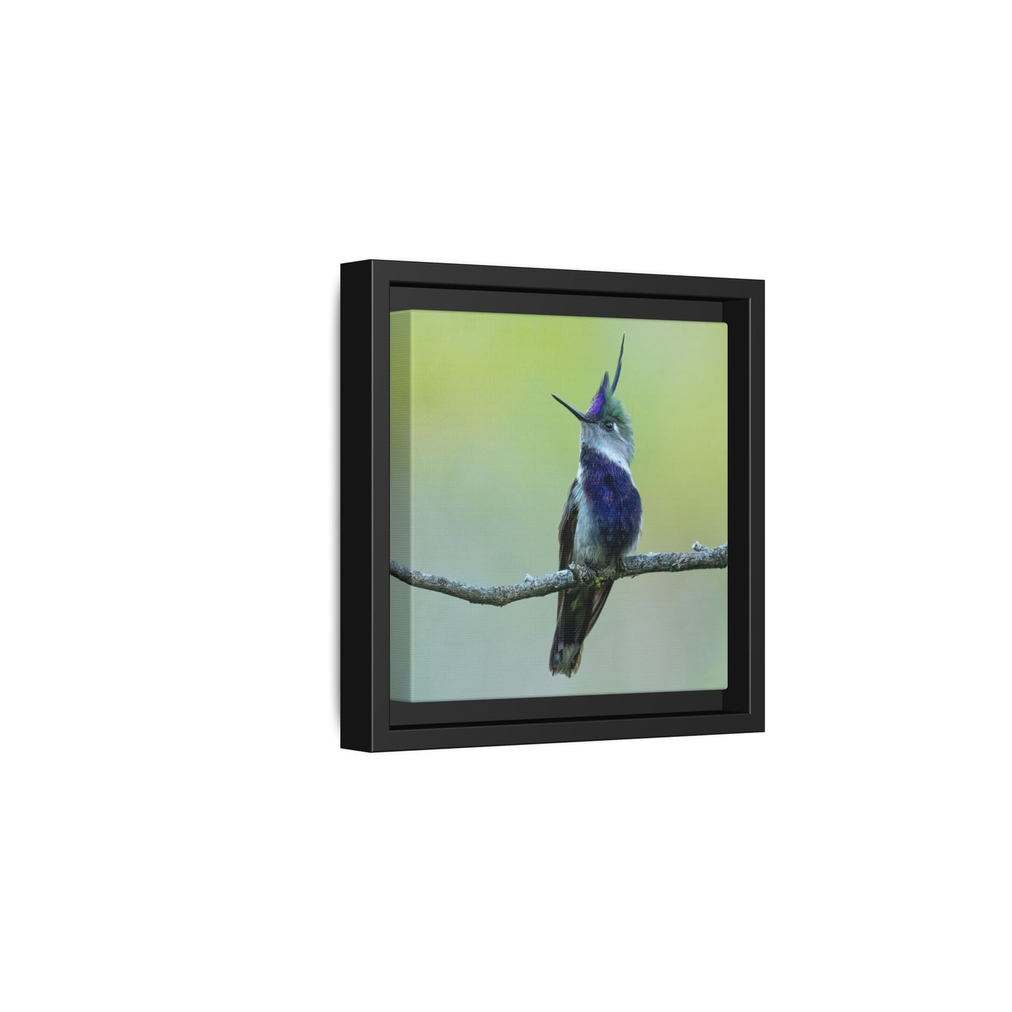 Purple-crowned Plovercrest Framed Canvas Print, Crested Hummingbird Wall Art
