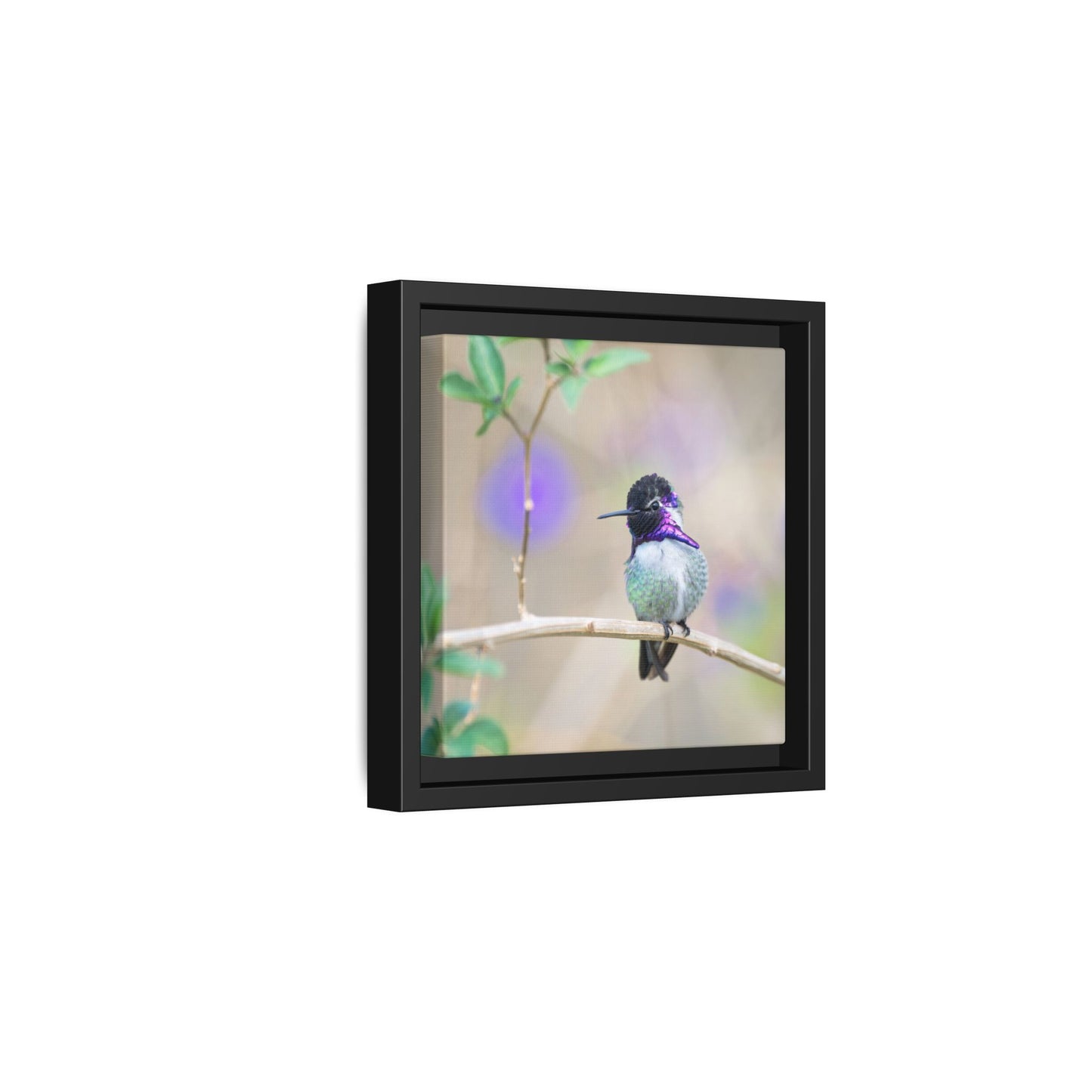 Costa's Hummingbird Framed Canvas Print, Desert Hummingbird Wall Art