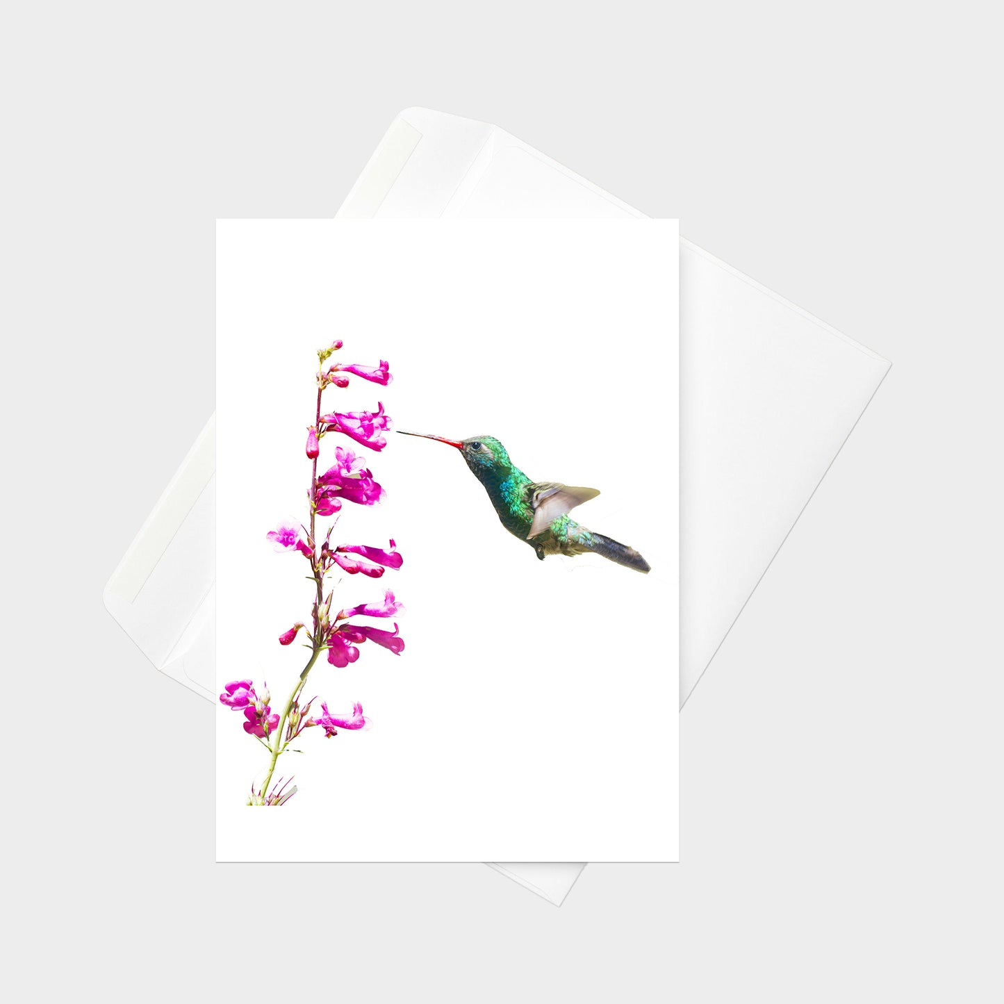Broad-billed Hummingbird note card back view