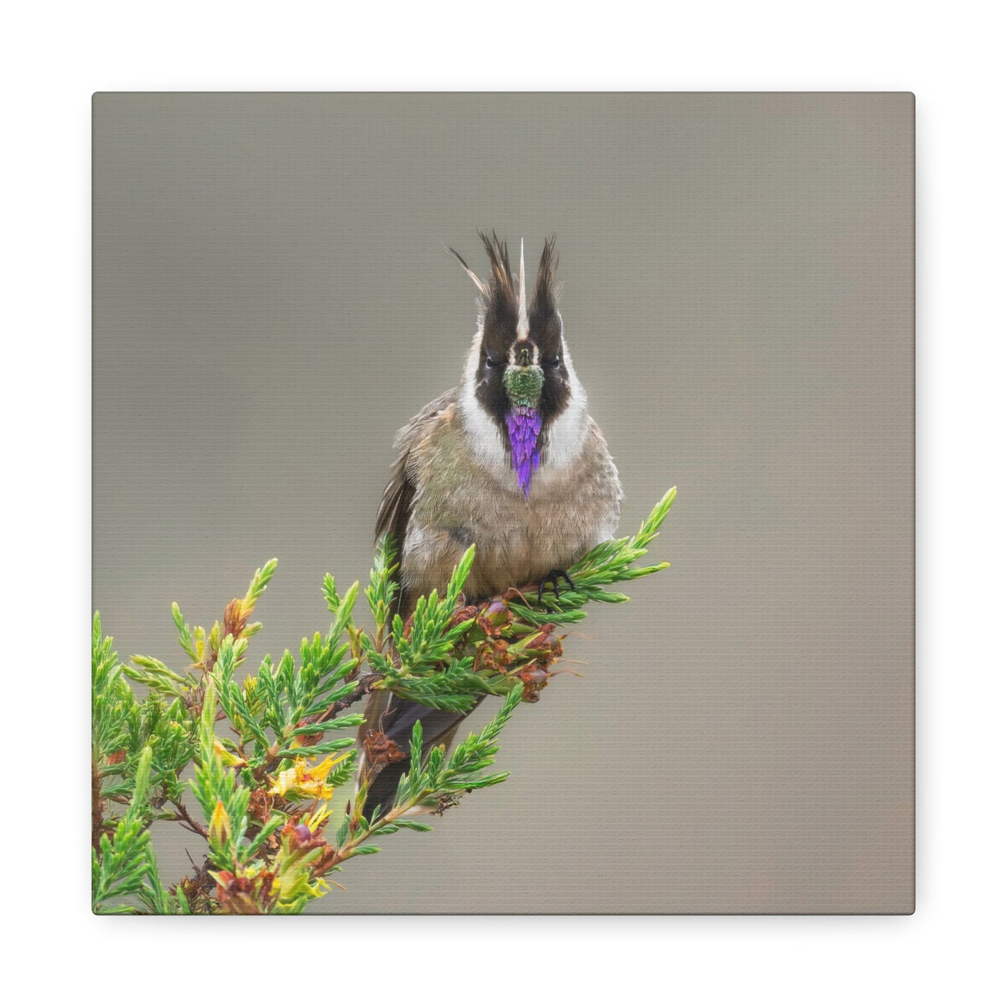 Buffy Helmetcrest 8x8 Canvas Print