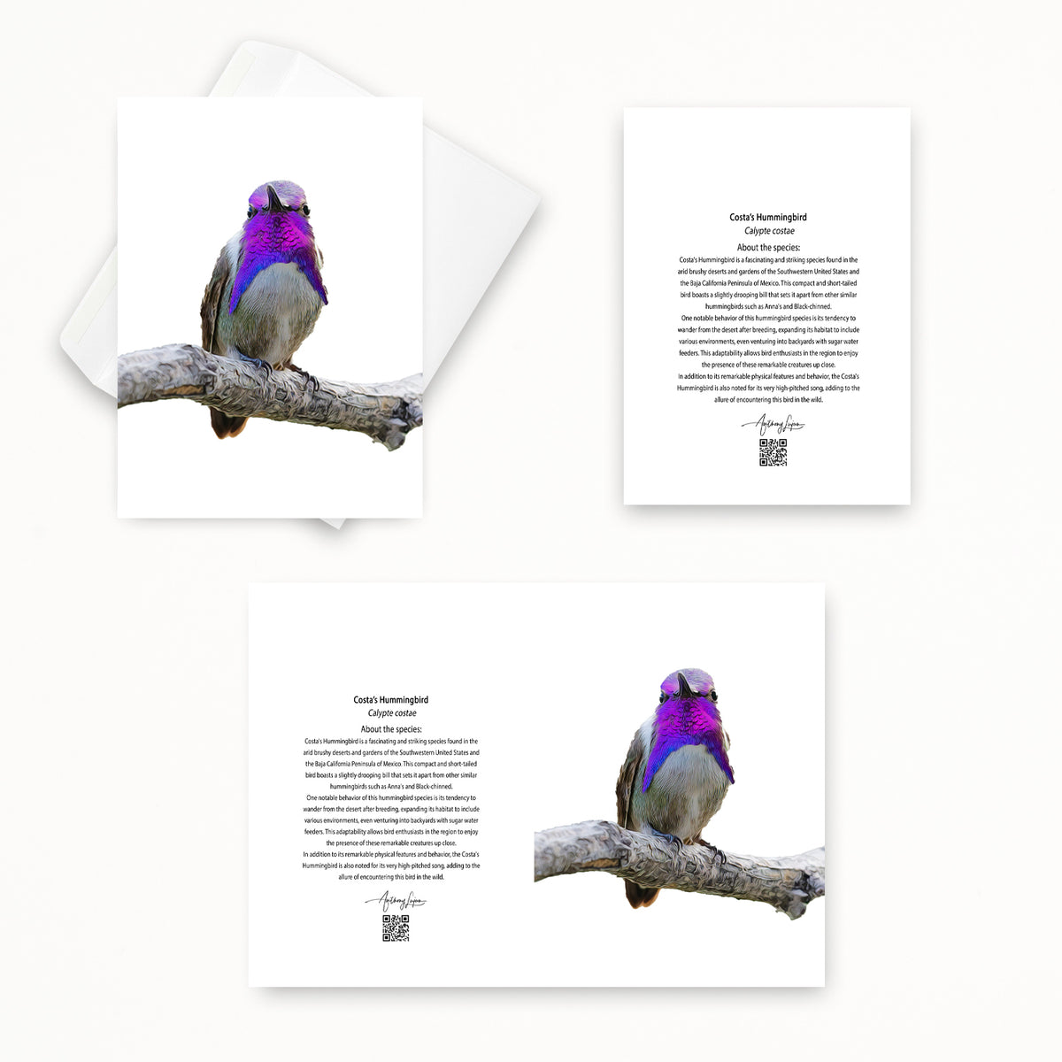 Costa’s Hummingbird 5x7 note card featuring Anthony Lujan photography