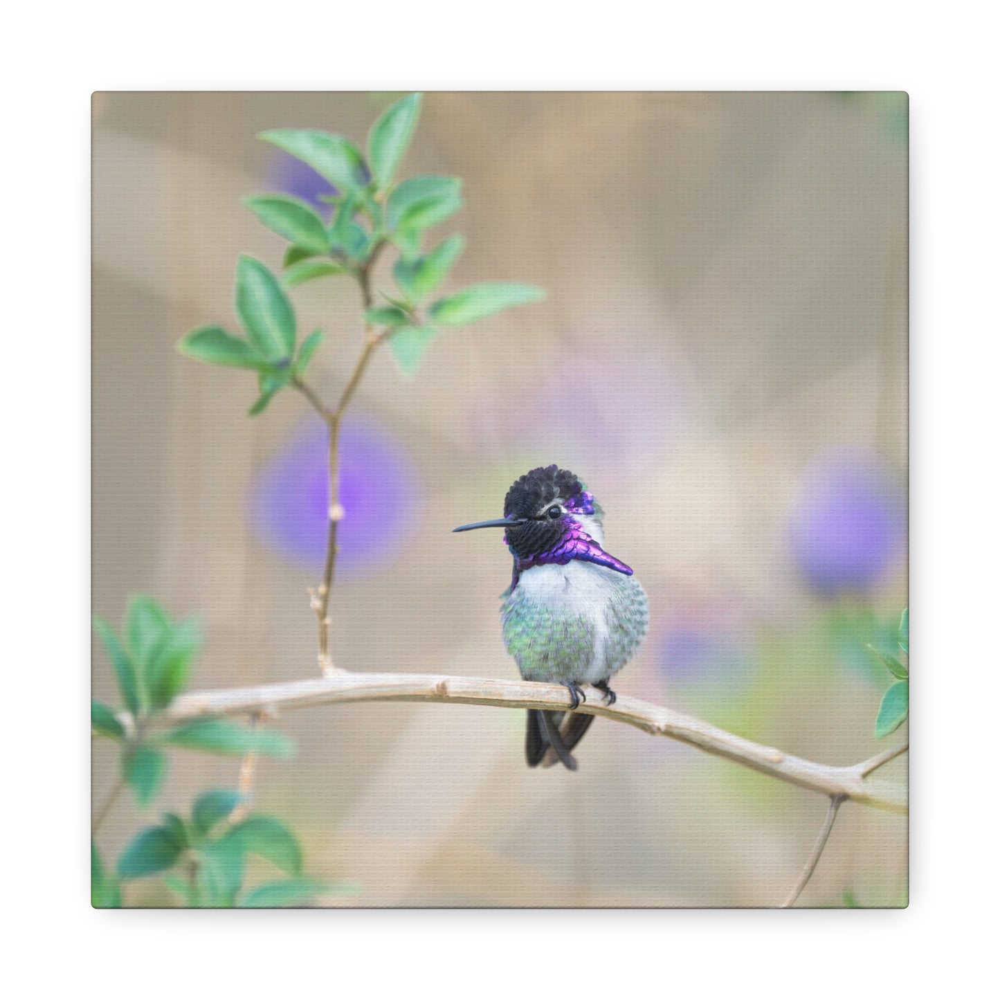Costa's Hummingbird 8x8 Canvas Print