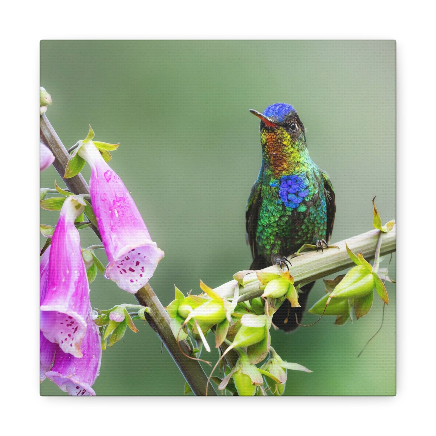 Fiery-throated Hummingbird 8x8 Canvas Print