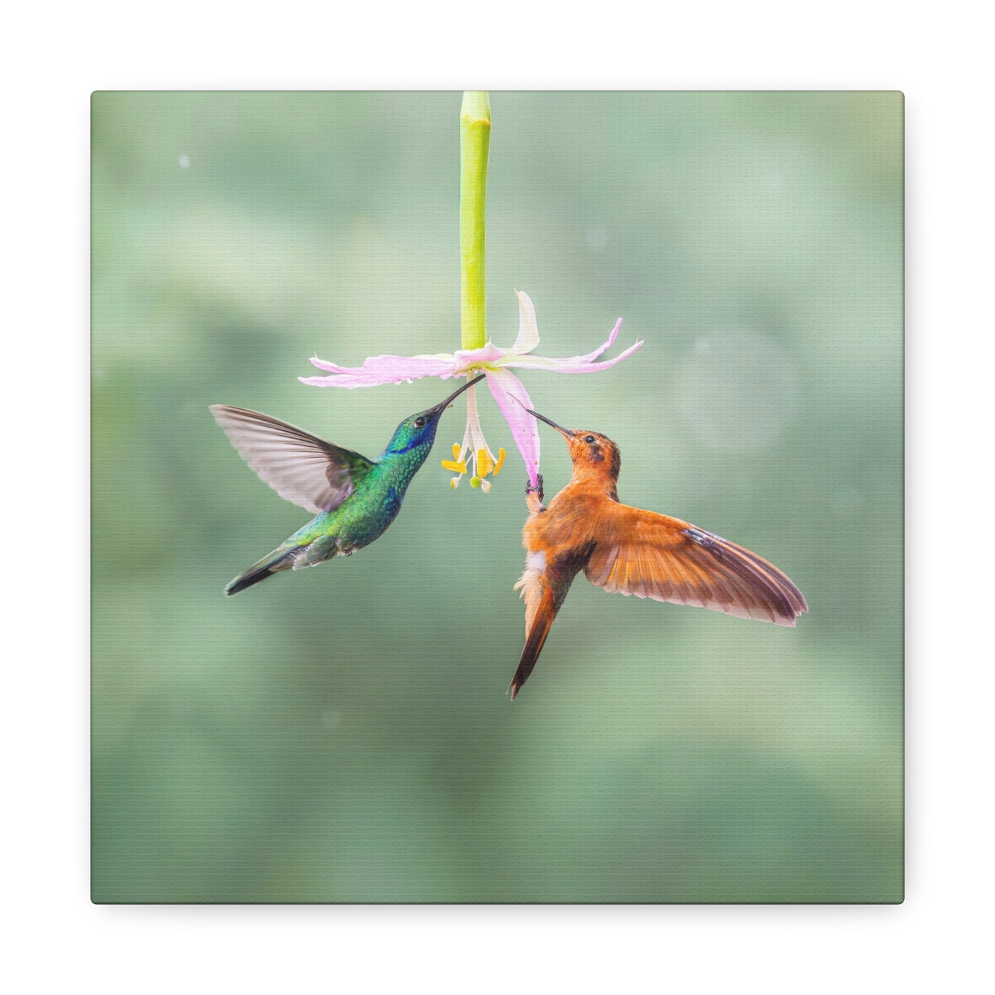 Lesser Violetear and Shining Sunbeam 8x8 Canvas Print