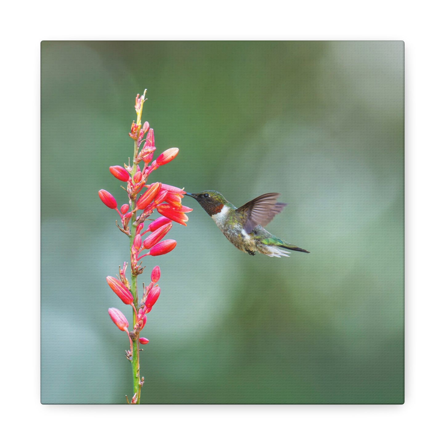 Ruby-throated Hummingbird 8x8 Canvas Print
