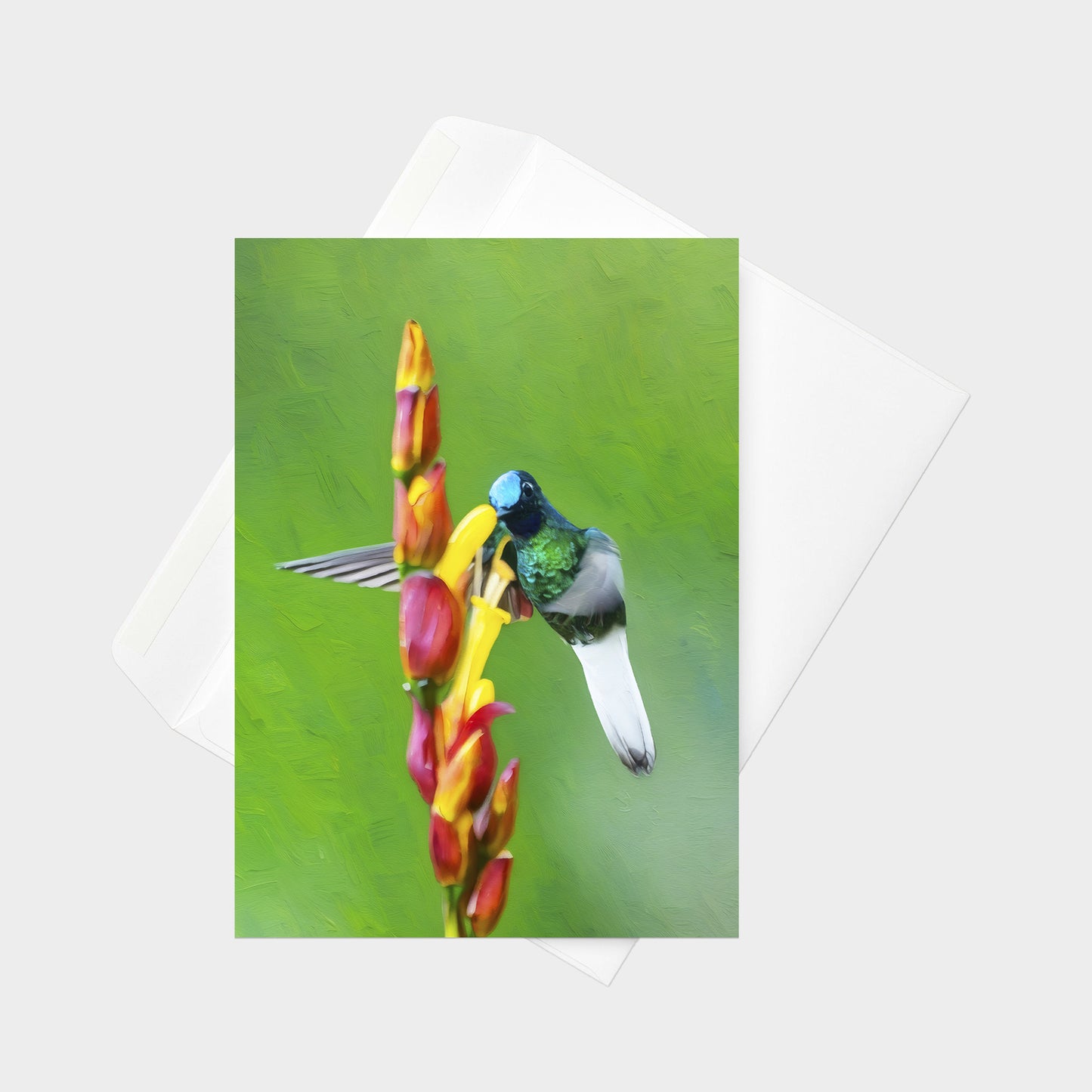White-tailed Starfrontlet | 5x7 Note Card