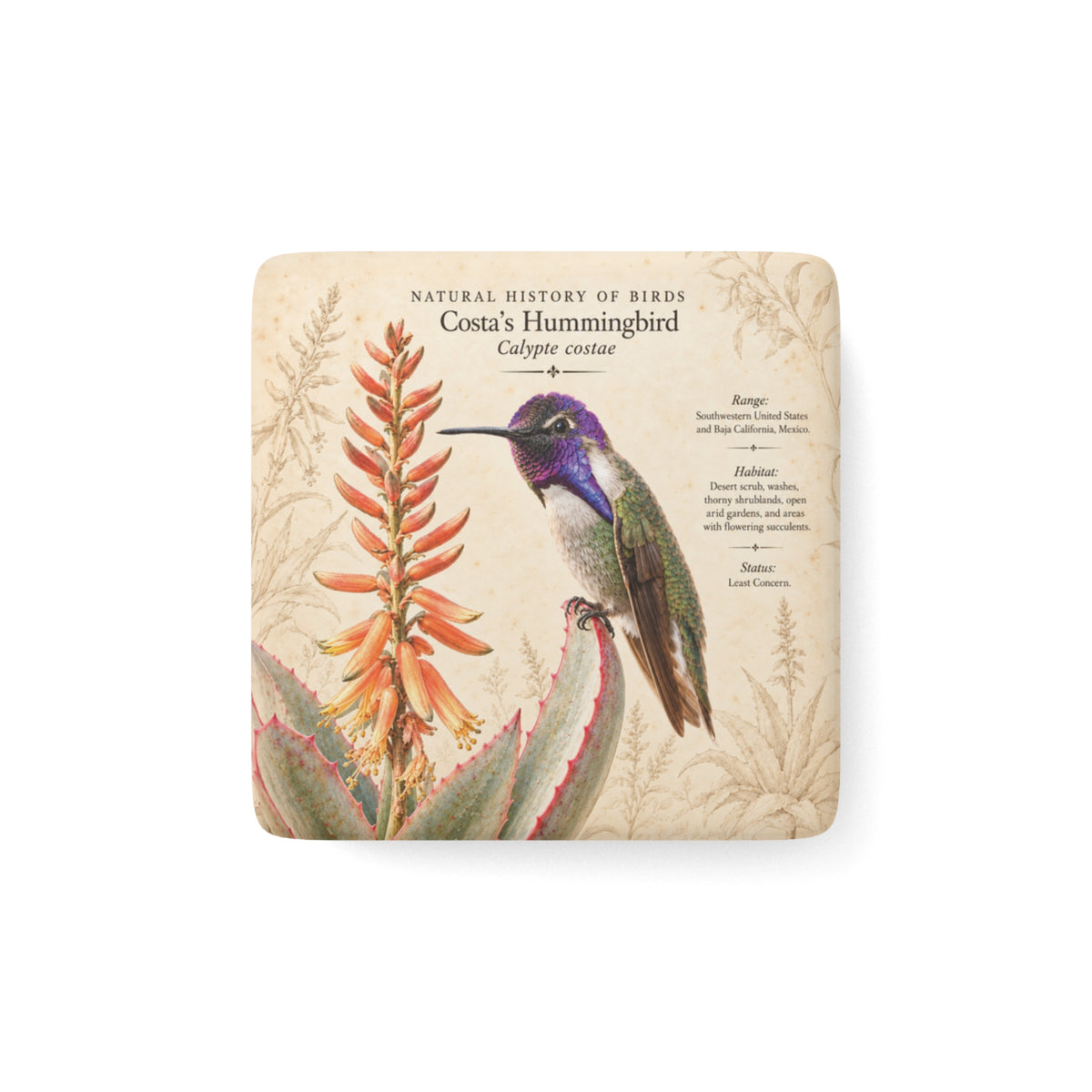 Costa's Hummingbird Porcelain Magnet