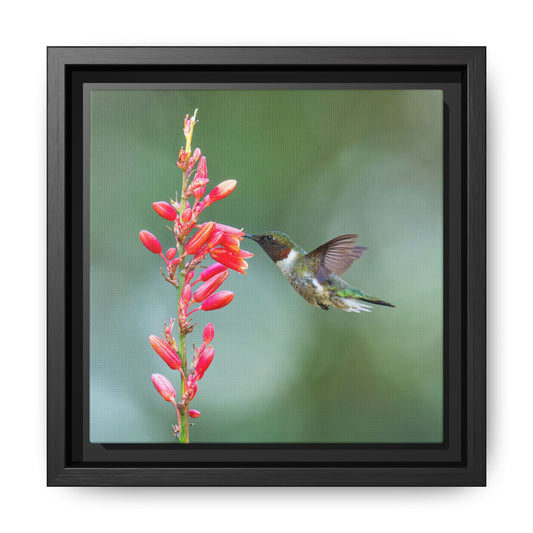 Ruby-throated Hummingbird Framed Canvas Print, Hummingbird and Red Flowers Wall Art