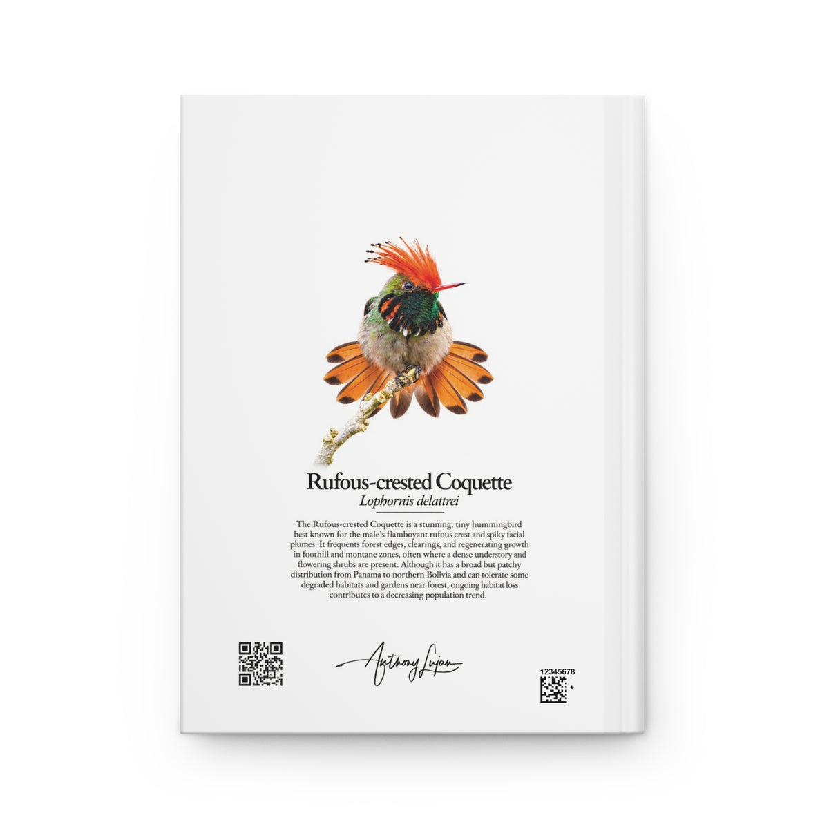 Rufous-crested Coquette Hardcover Journal