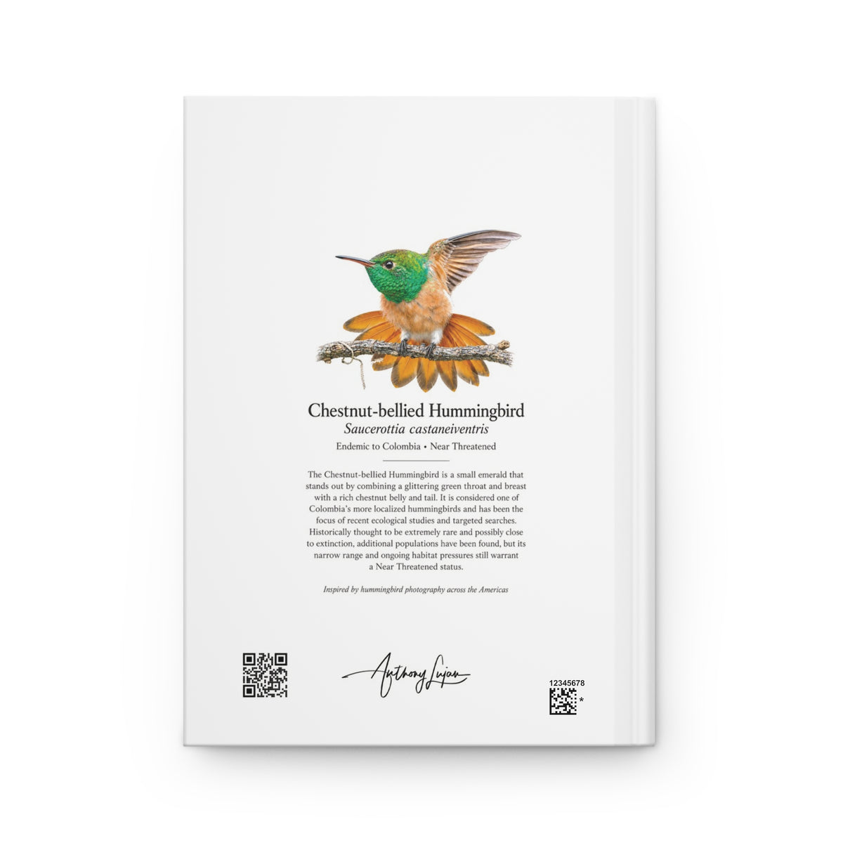 Chestnut-bellied Hummingbird Hardcover Journal