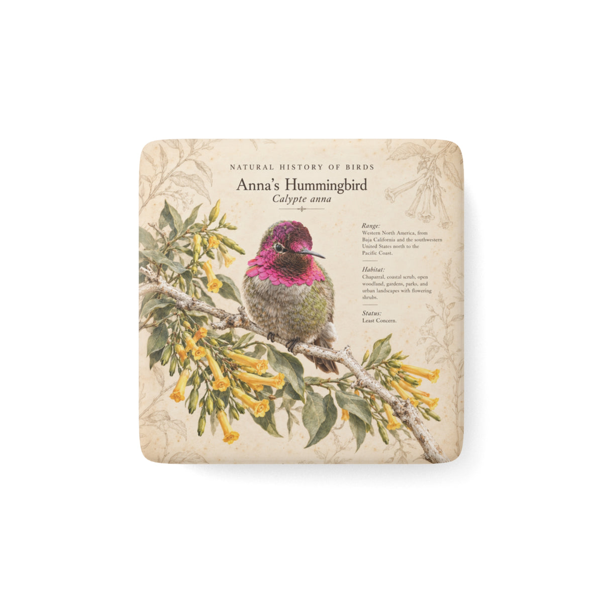 Anna's Hummingbird Porcelain Magnet