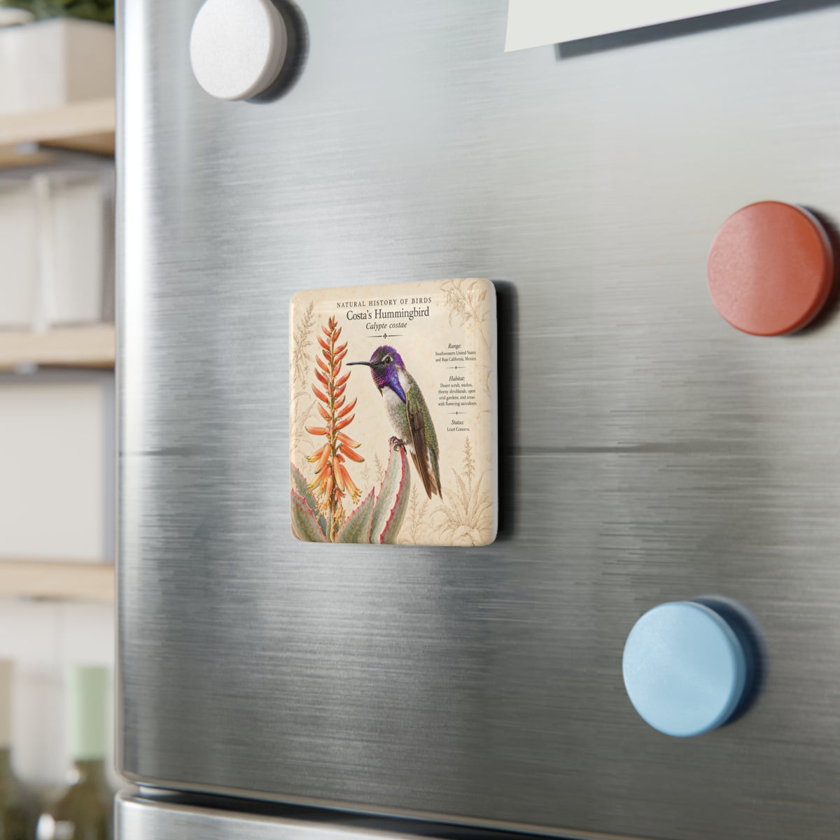 Costa's Hummingbird Porcelain Magnet