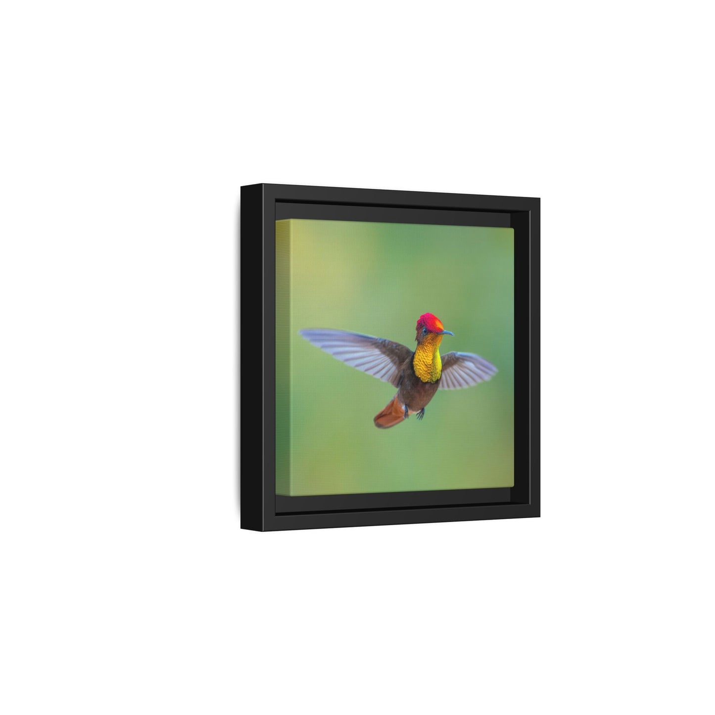 Ruby-topaz Hummingbird Framed Canvas Print, Colorful Hummingbird Wall Art