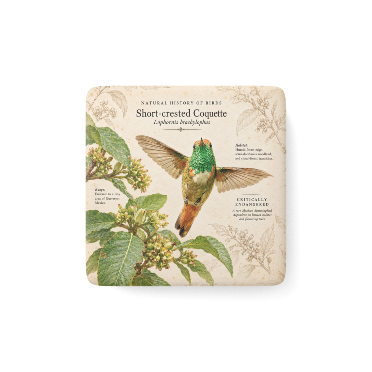 Short-crested Coquette Porcelain Magnet