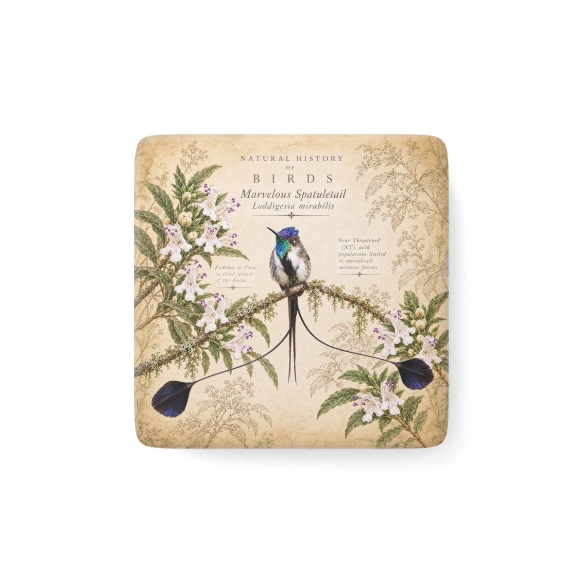 Marvelous Spatuletail Porcelain Tile Magnet