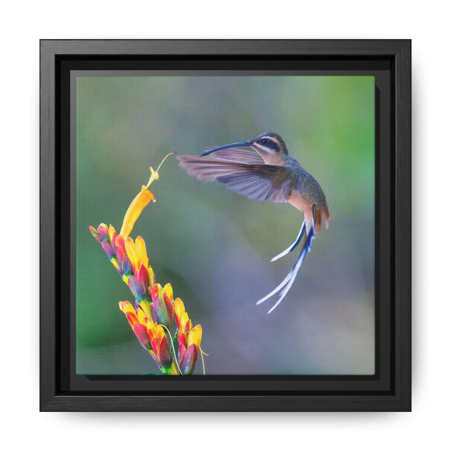 Planalto Hermit Framed Canvas Print, Long-tailed Hummingbird and Tropical Flowers Wall Art