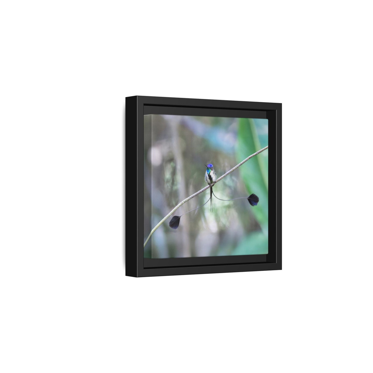 Marvelous Spatuletail Framed Canvas Print, Long-tailed Hummingbird Wall Art