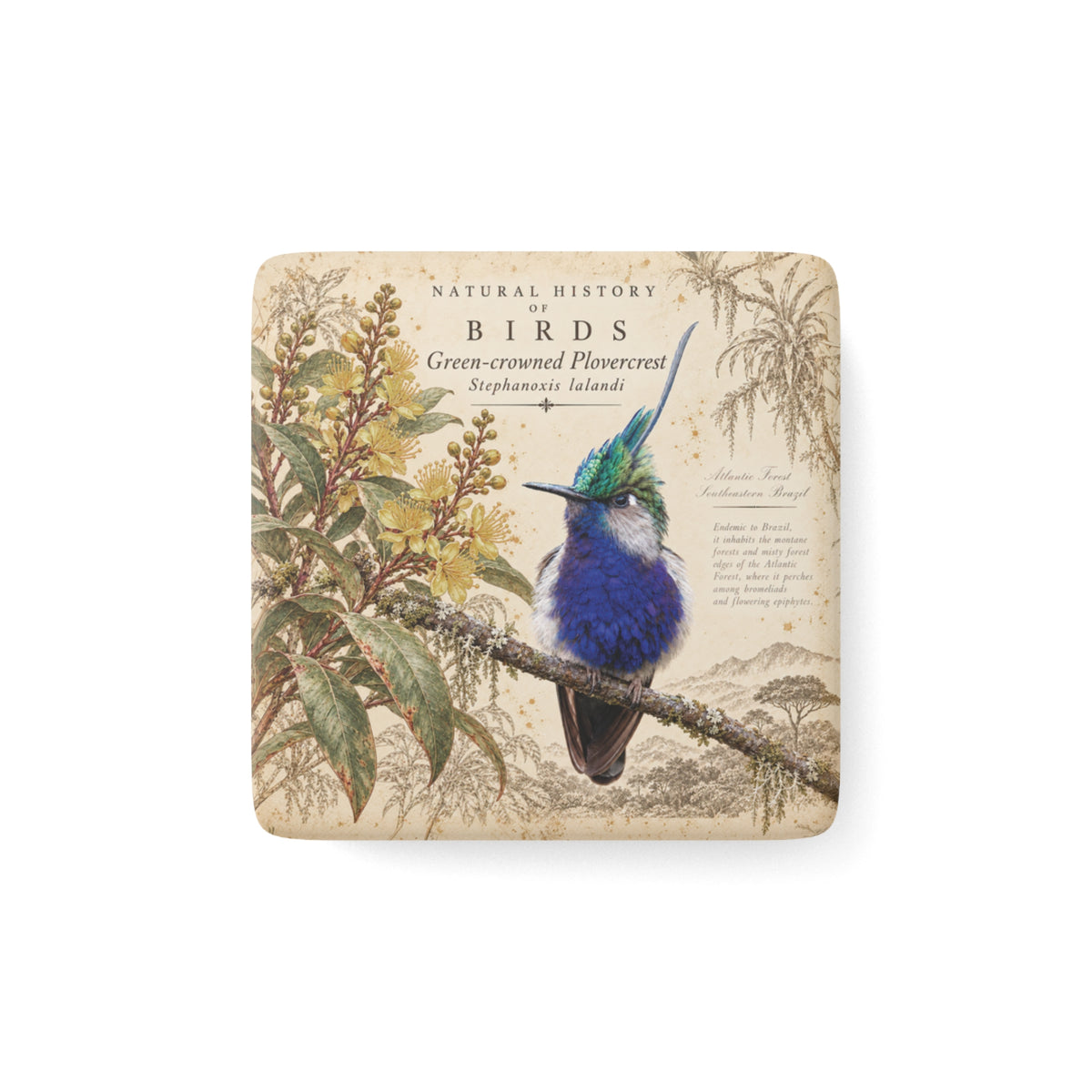 Green-crowned Plovercrest Tile Magnet