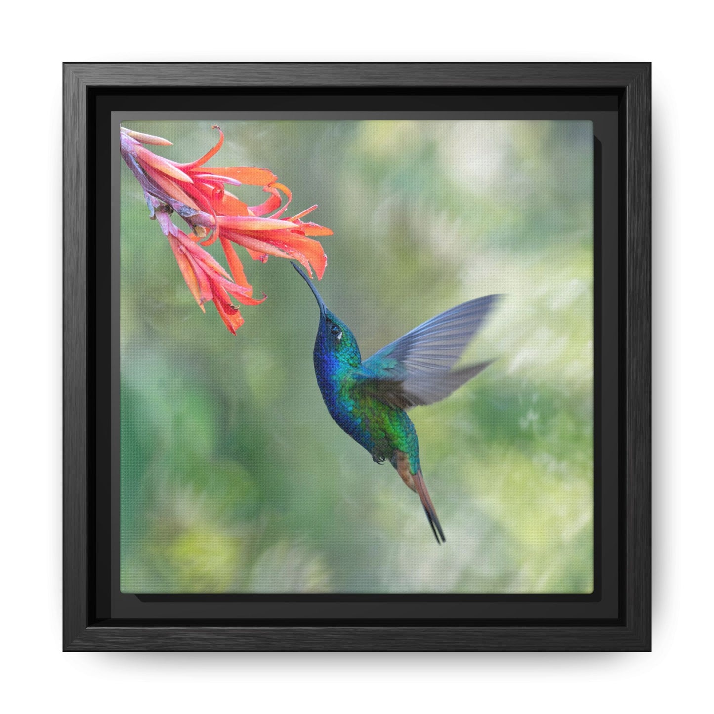 Lazuline Hummingbird Framed Canvas Print, Hummingbird and Red Flowers Wall Art