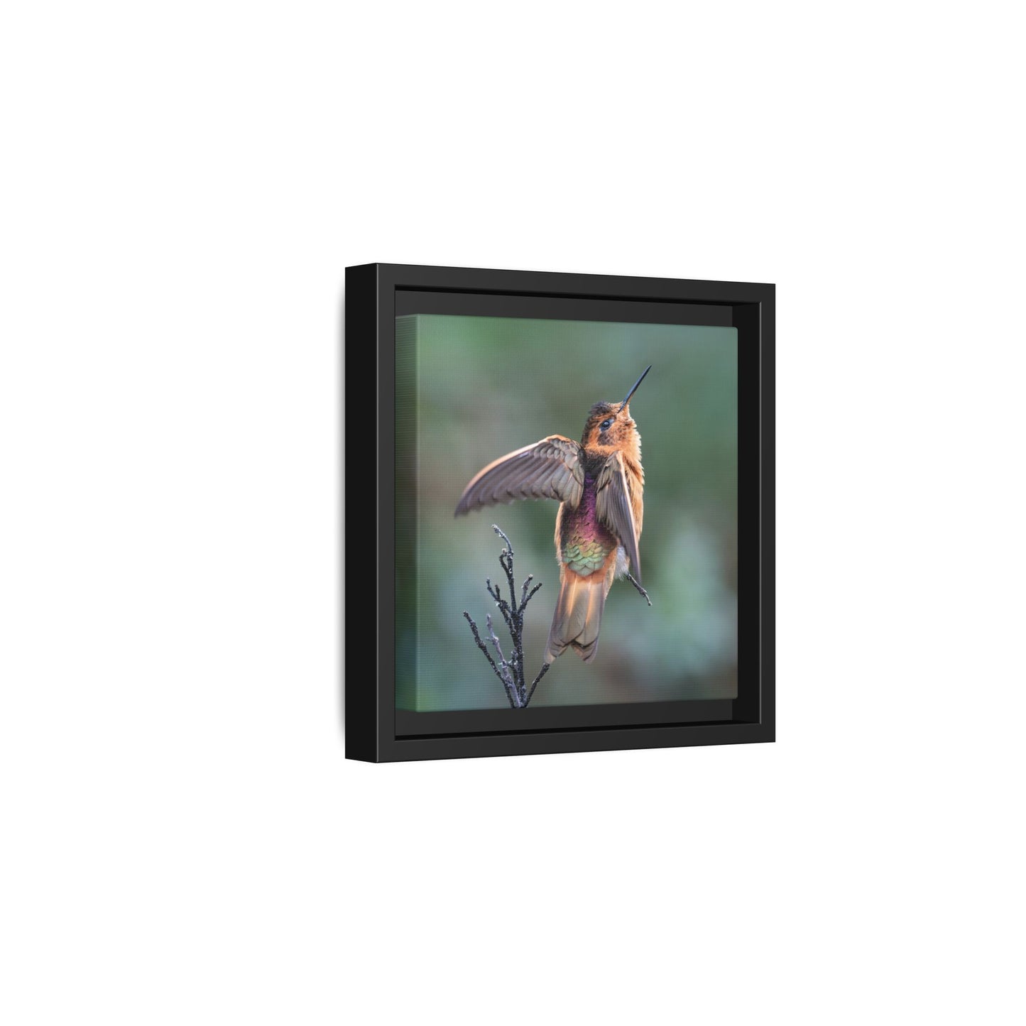 Shining Sunbeam Framed Canvas Print, Andean Hummingbird Wall Art