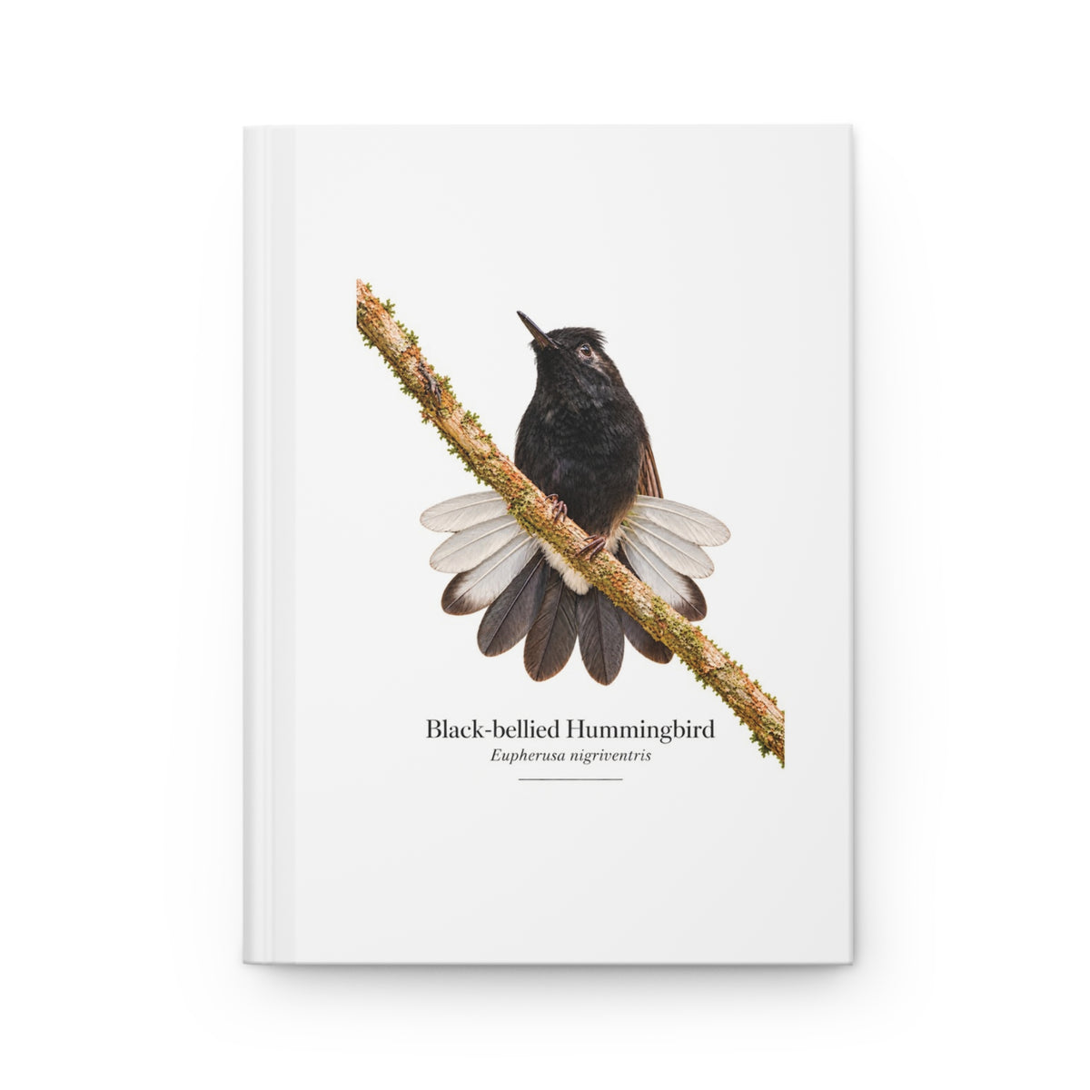 Black-bellied Hummingbird Hardcover Journal