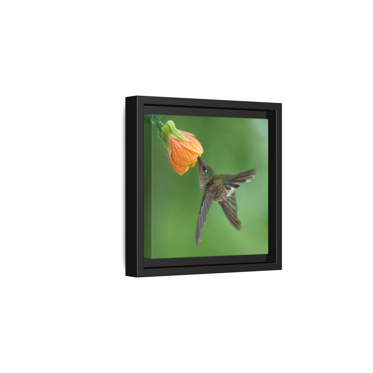 Female Green-backed Firecrown Framed Canvas Print, Hummingbird and Orange Flower Wall Art