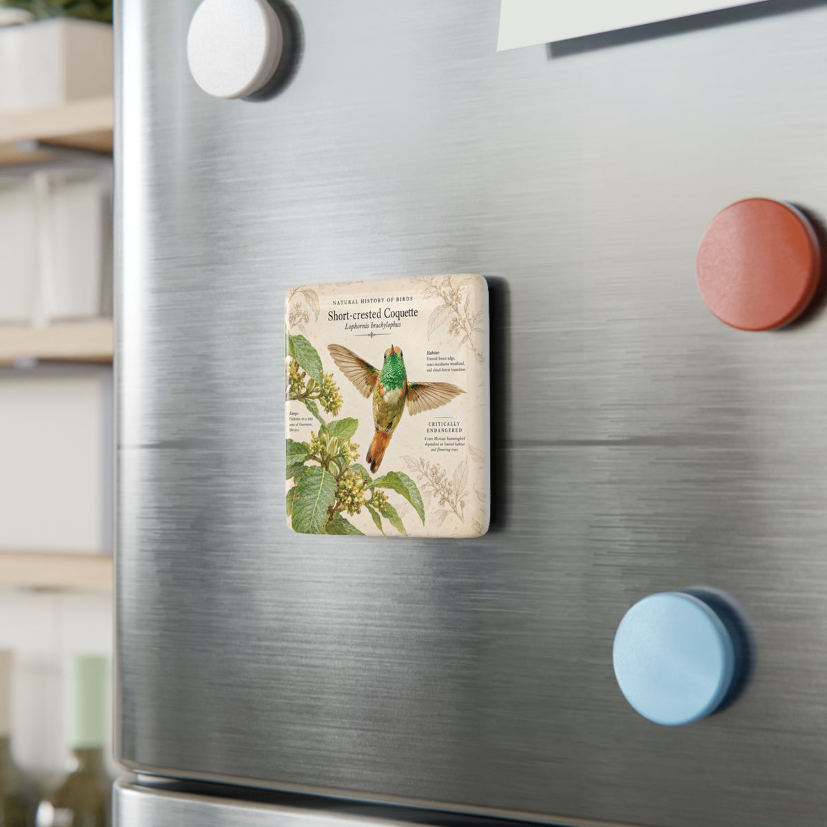 Short-crested Coquette Porcelain Magnet