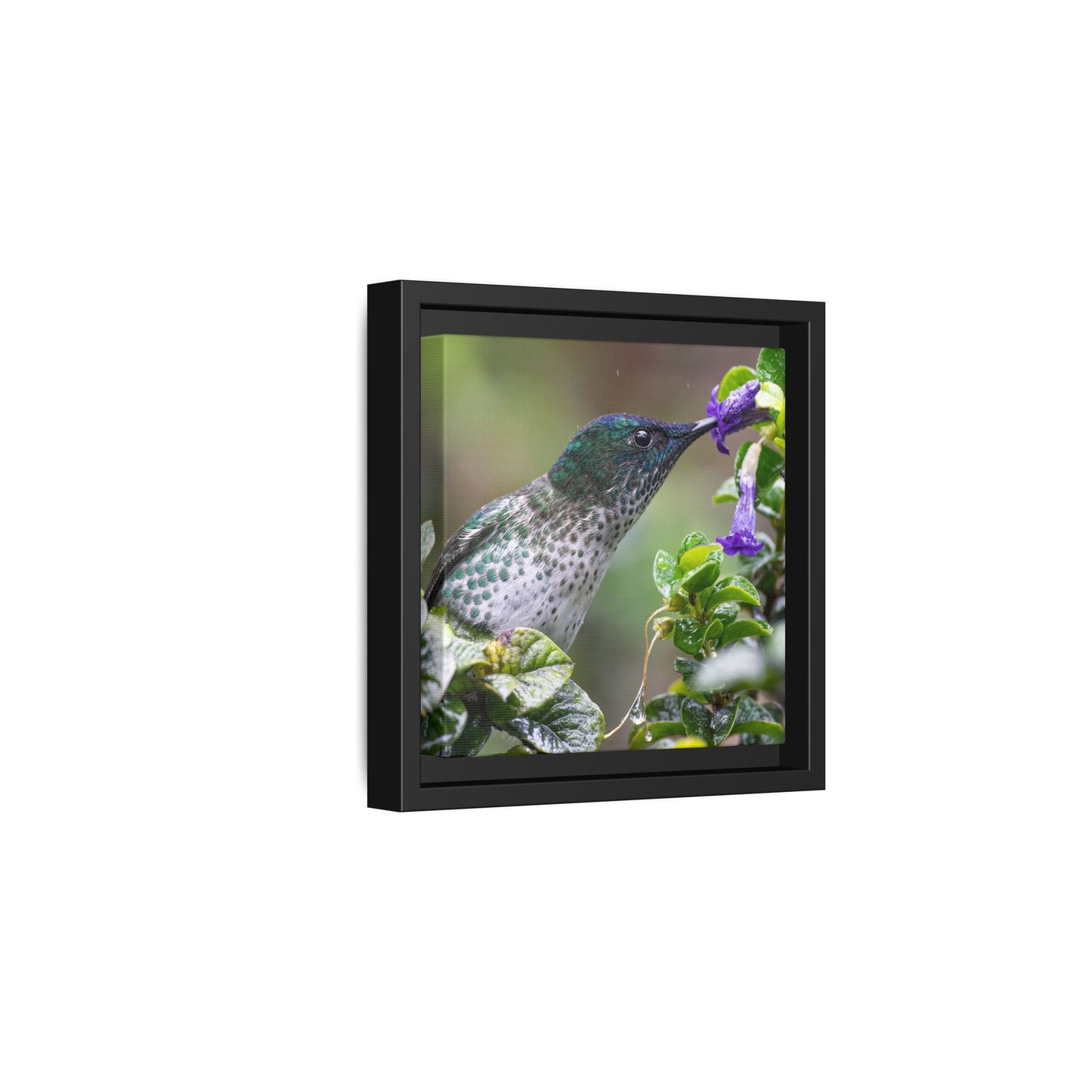 Female Juan Fernandez Firecrown Framed Canvas Print, Hummingbird and Purple Flowers Wall Art