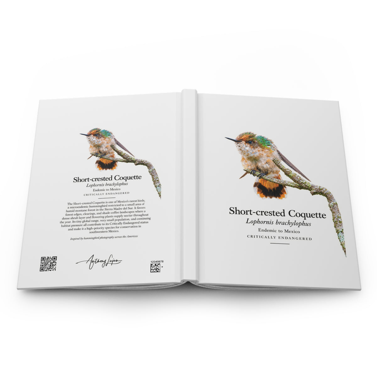 Short-crested Coquette Hardcover Journal