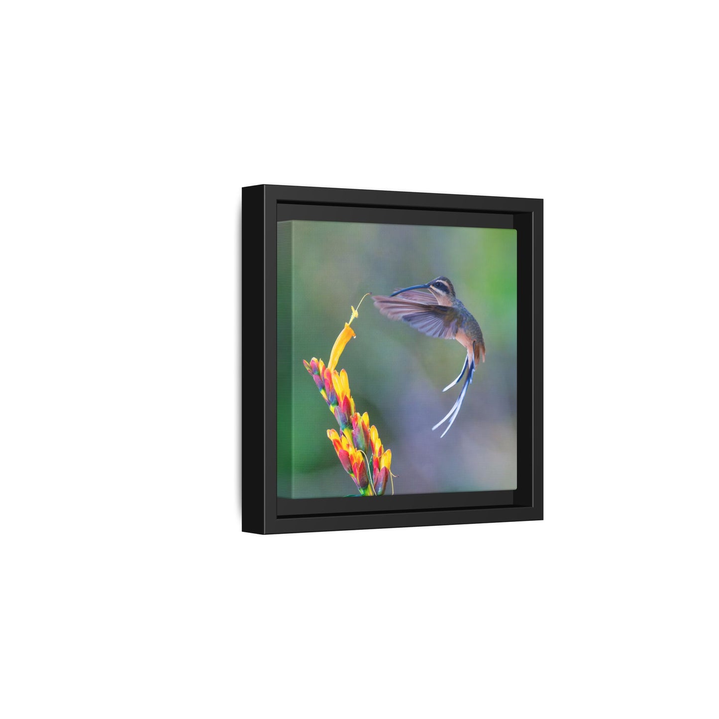 Planalto Hermit Framed Canvas Print, Long-tailed Hummingbird and Tropical Flowers Wall Art