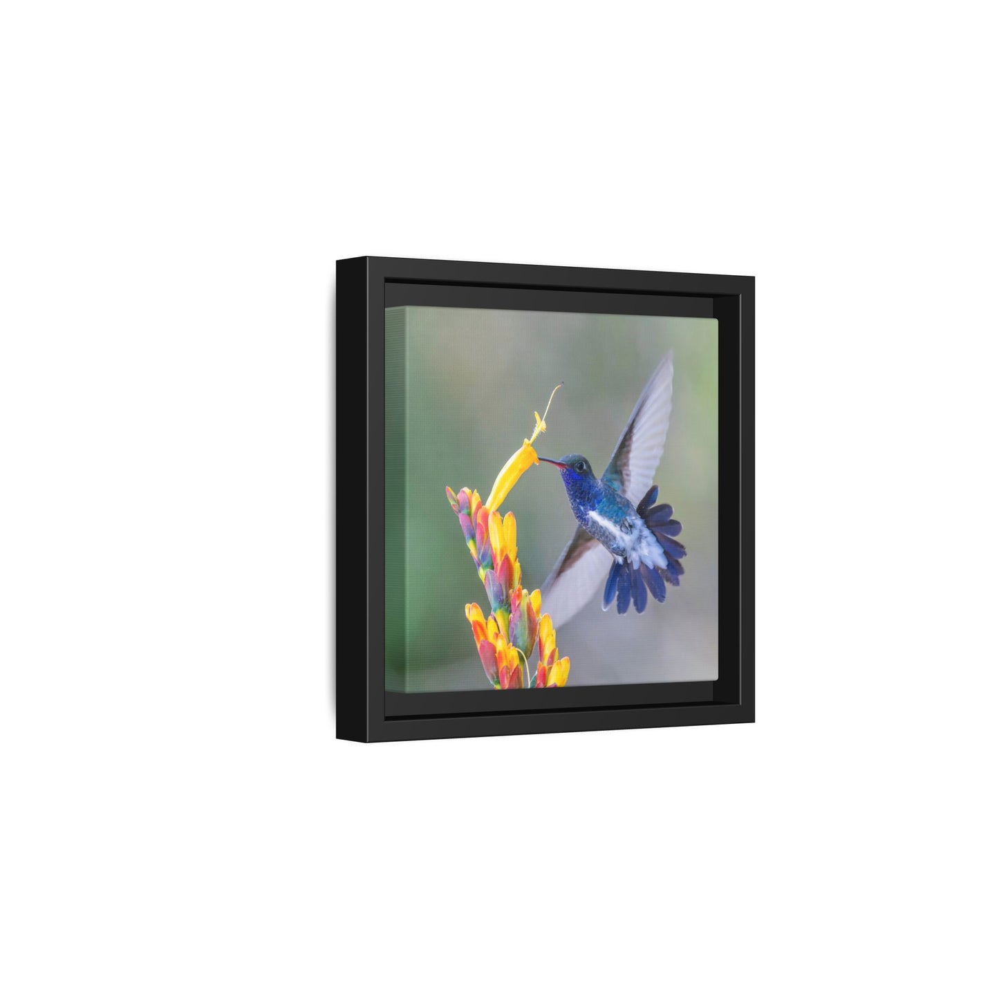 Sapphire-spangled Emerald Framed Canvas Print, Hummingbird and Tropical Flowers Wall Art