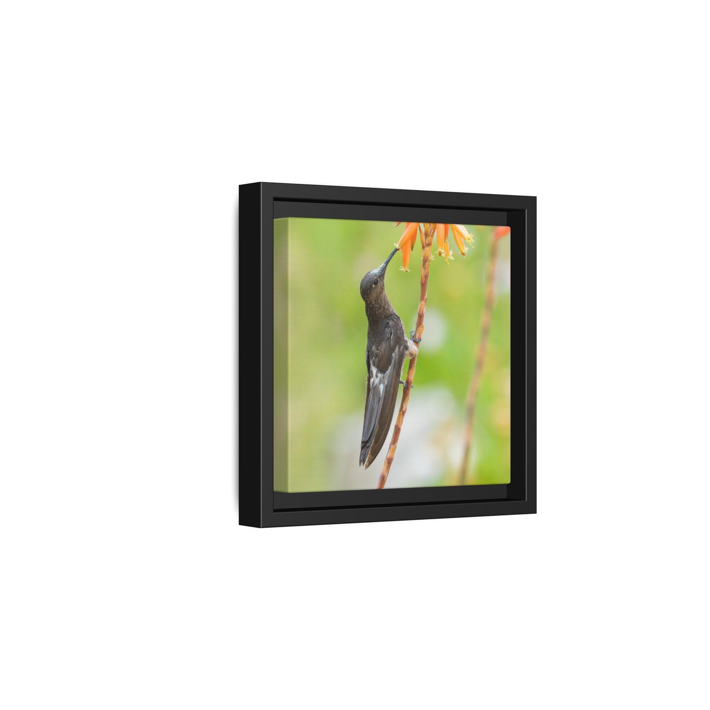 Giant Hummingbird Framed Canvas Print, Hummingbird and Orange Flowers Wall Art