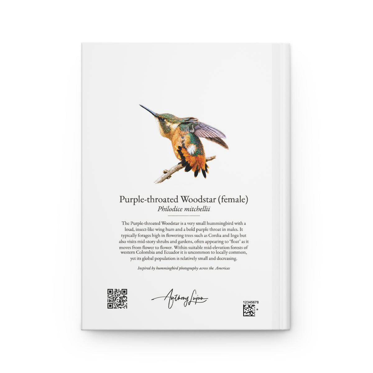 Purple-throated Woodstar female Hardcover Journal
