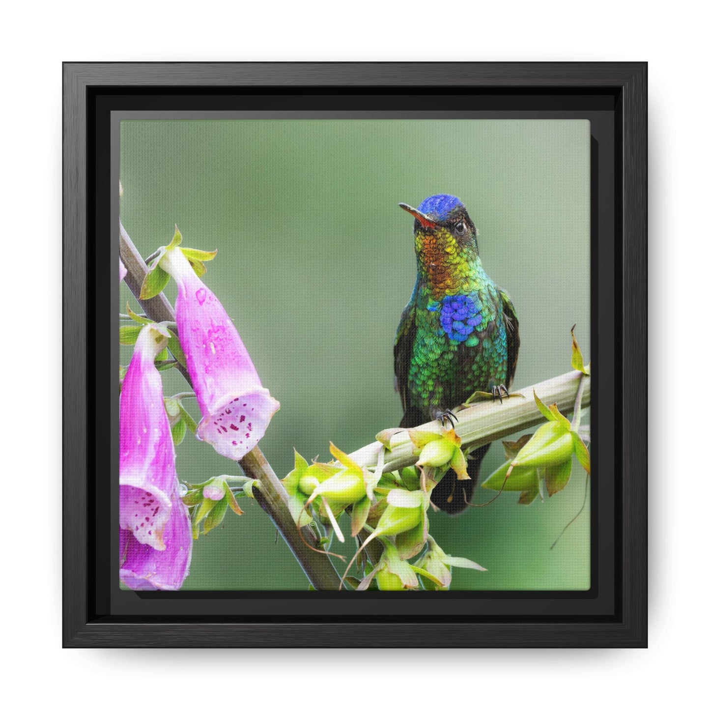 Fiery-throated Hummingbird Framed Canvas Print, Hummingbird and Foxglove Wall Art