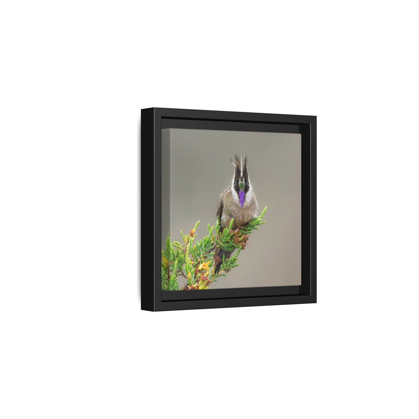 Buffy Helmetcrest Framed Canvas Print, Andean Hummingbird Wall Art