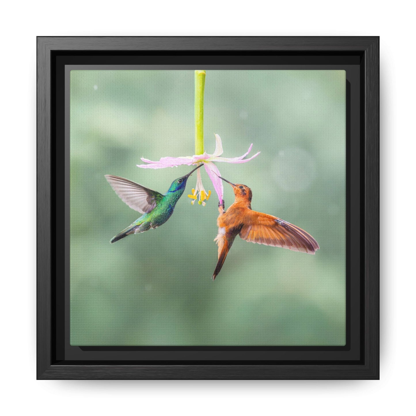 Lesser Violetear and Shining Sunbeam Framed Canvas Print, Two Hummingbirds Wall Art
