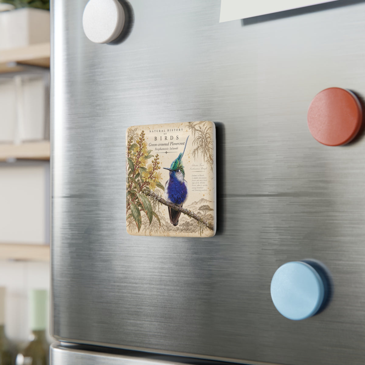 Green-crowned Plovercrest Tile Magnet