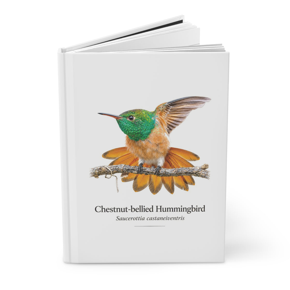 Chestnut-bellied Hummingbird Hardcover Journal
