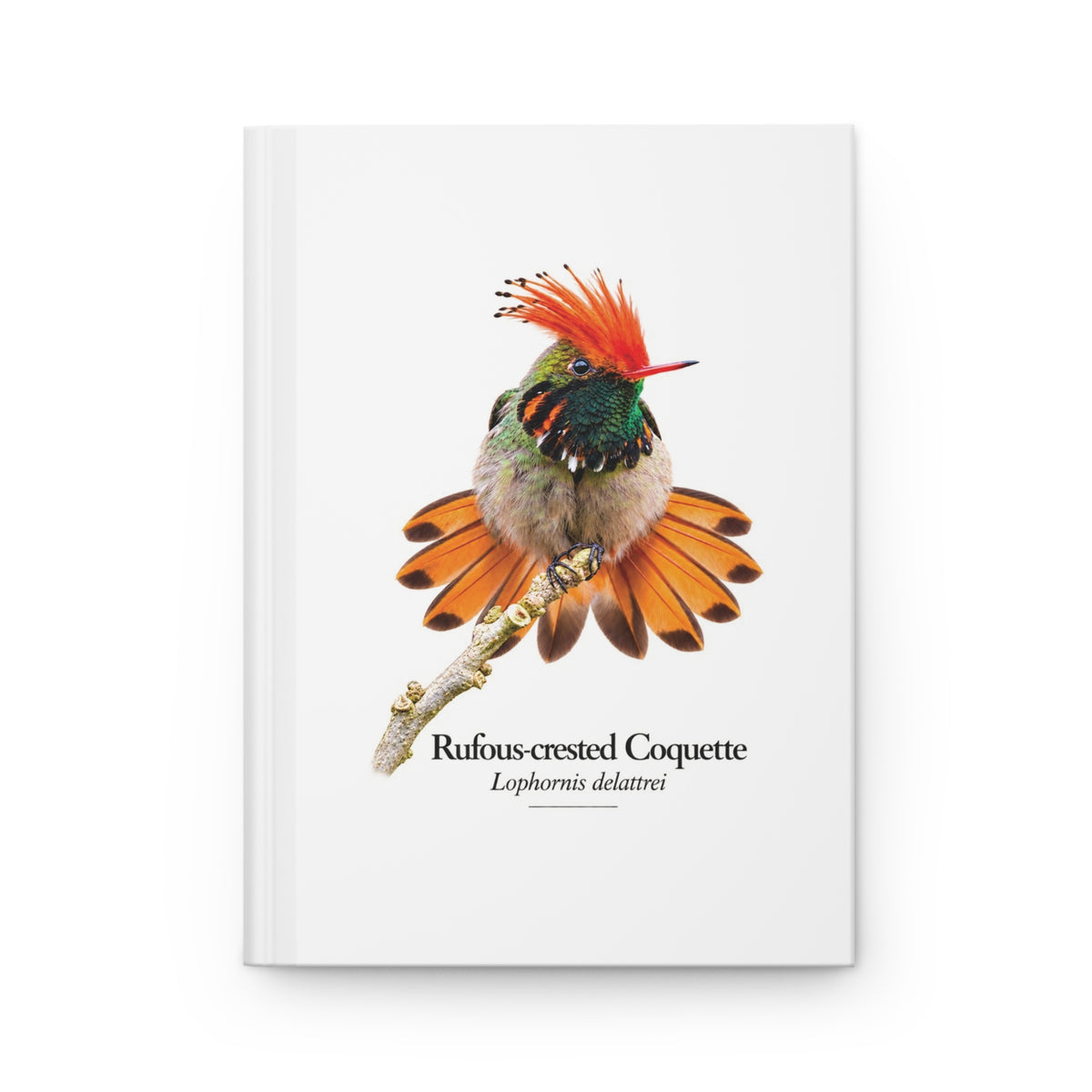 Rufous-crested Coquette Hardcover Journal