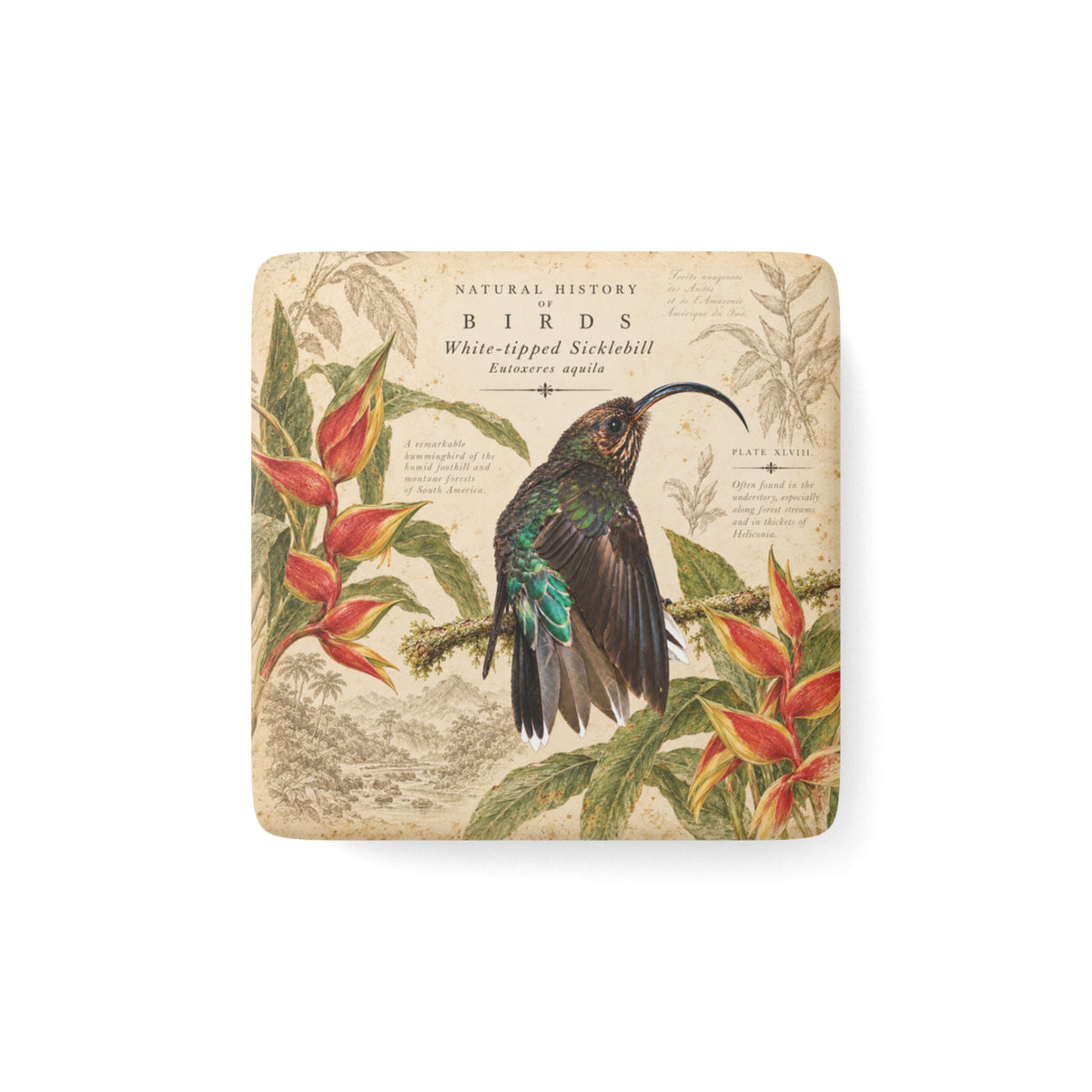 White-tipped Sicklebill Porcelain Tile Magnet