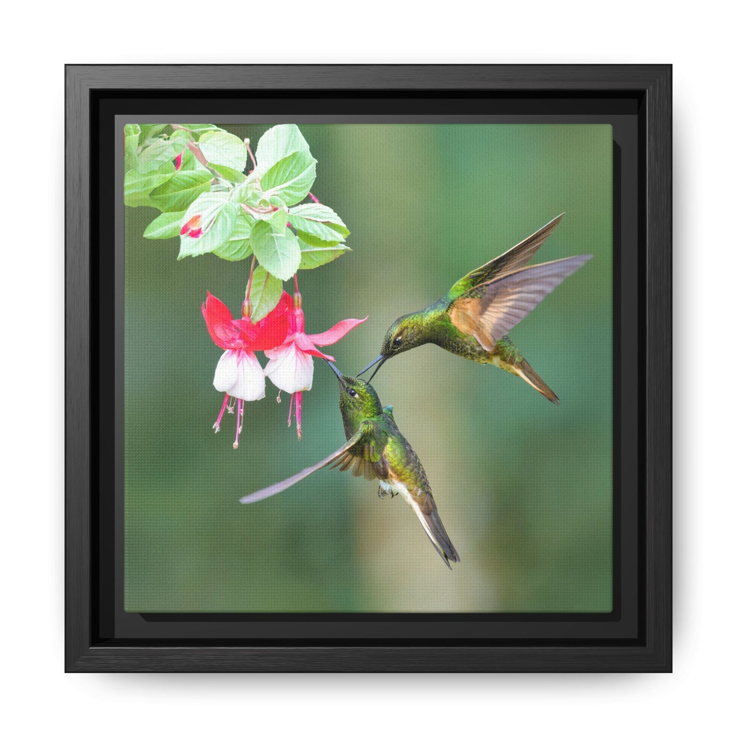 Buff-tailed Coronet Framed Canvas Print, Hummingbirds and Fuchsia Wall Art