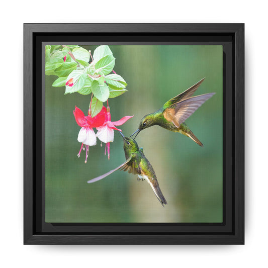 Buff-tailed Coronet Framed Canvas Print, Hummingbirds and Fuchsia Wall Art