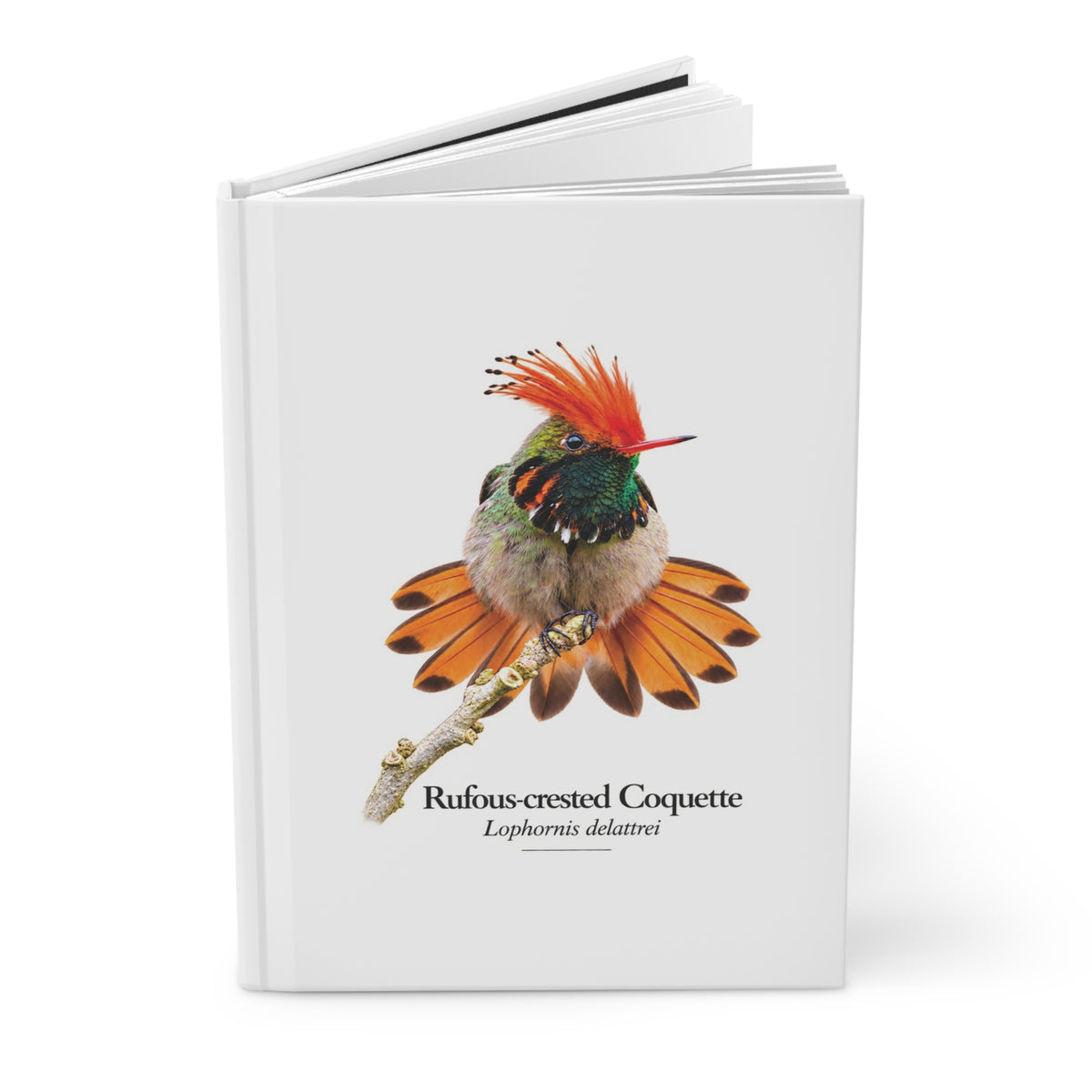 Rufous-crested Coquette Hardcover Journal