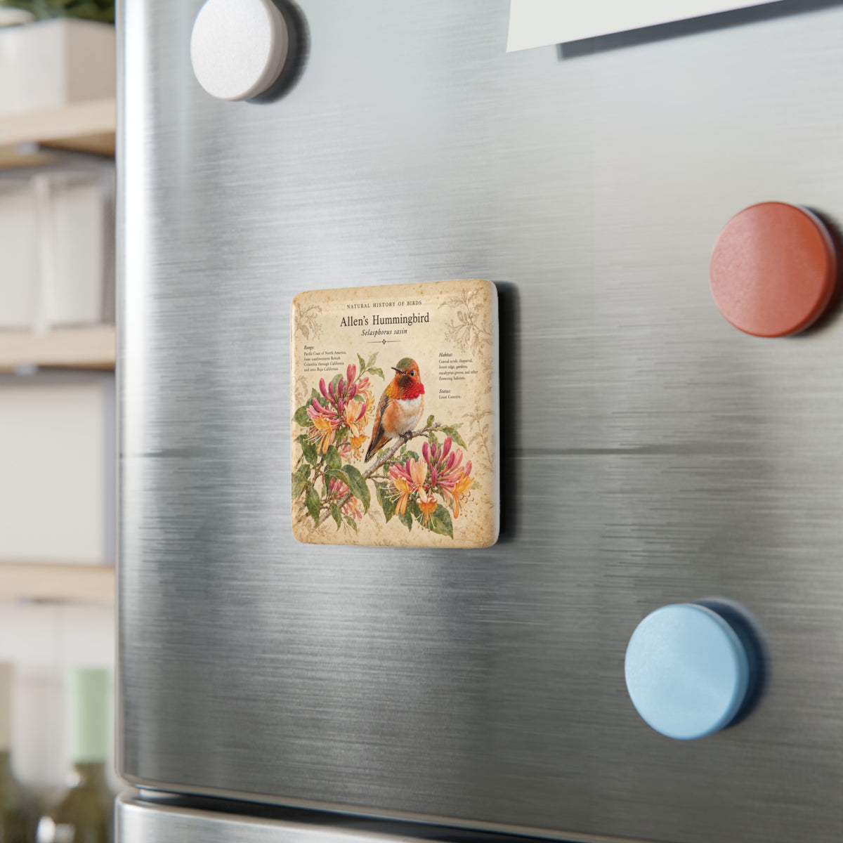 Allen's Hummingbird Porcelain Magnet