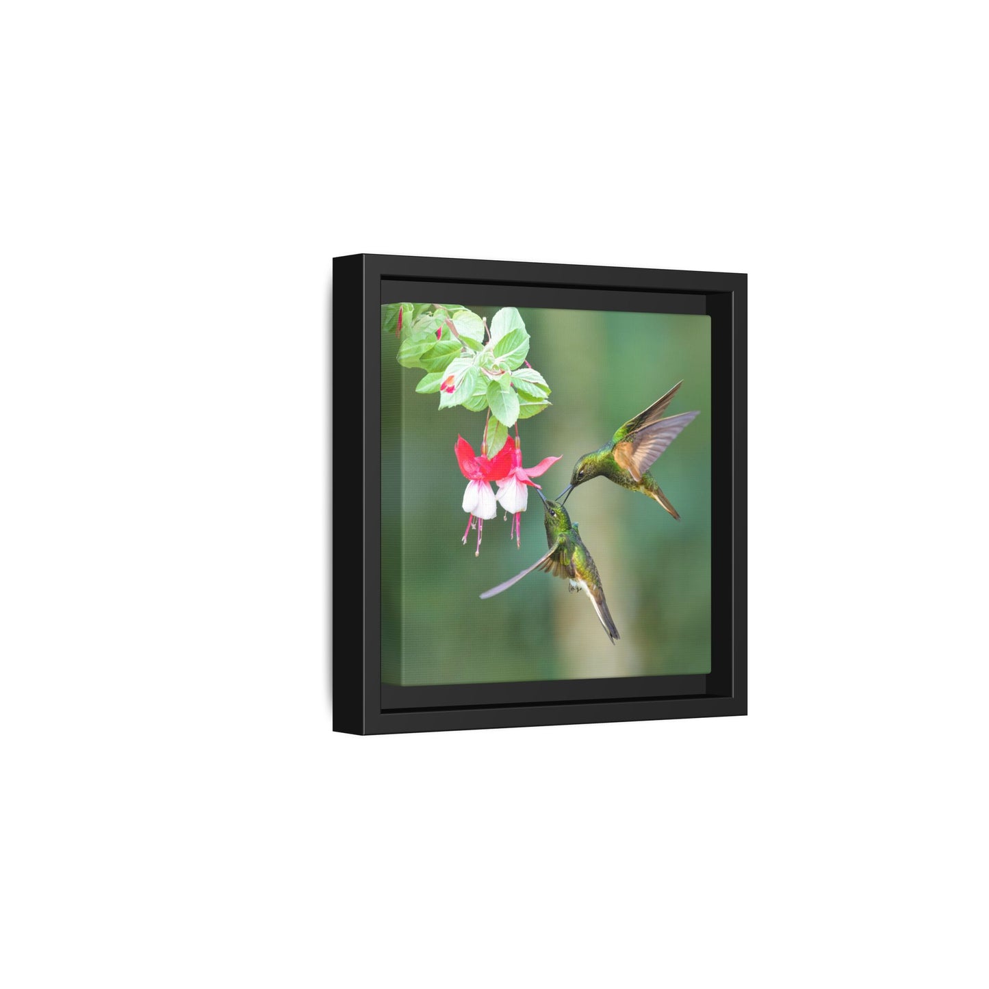 Buff-tailed Coronet Framed Canvas Print, Hummingbirds and Fuchsia Wall Art