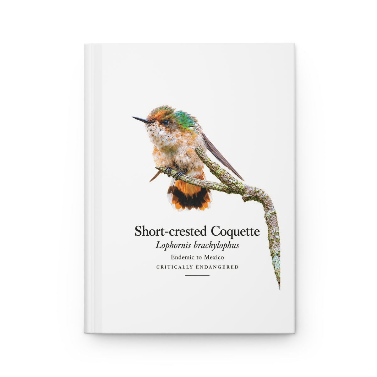 Short-crested Coquette Hardcover Journal