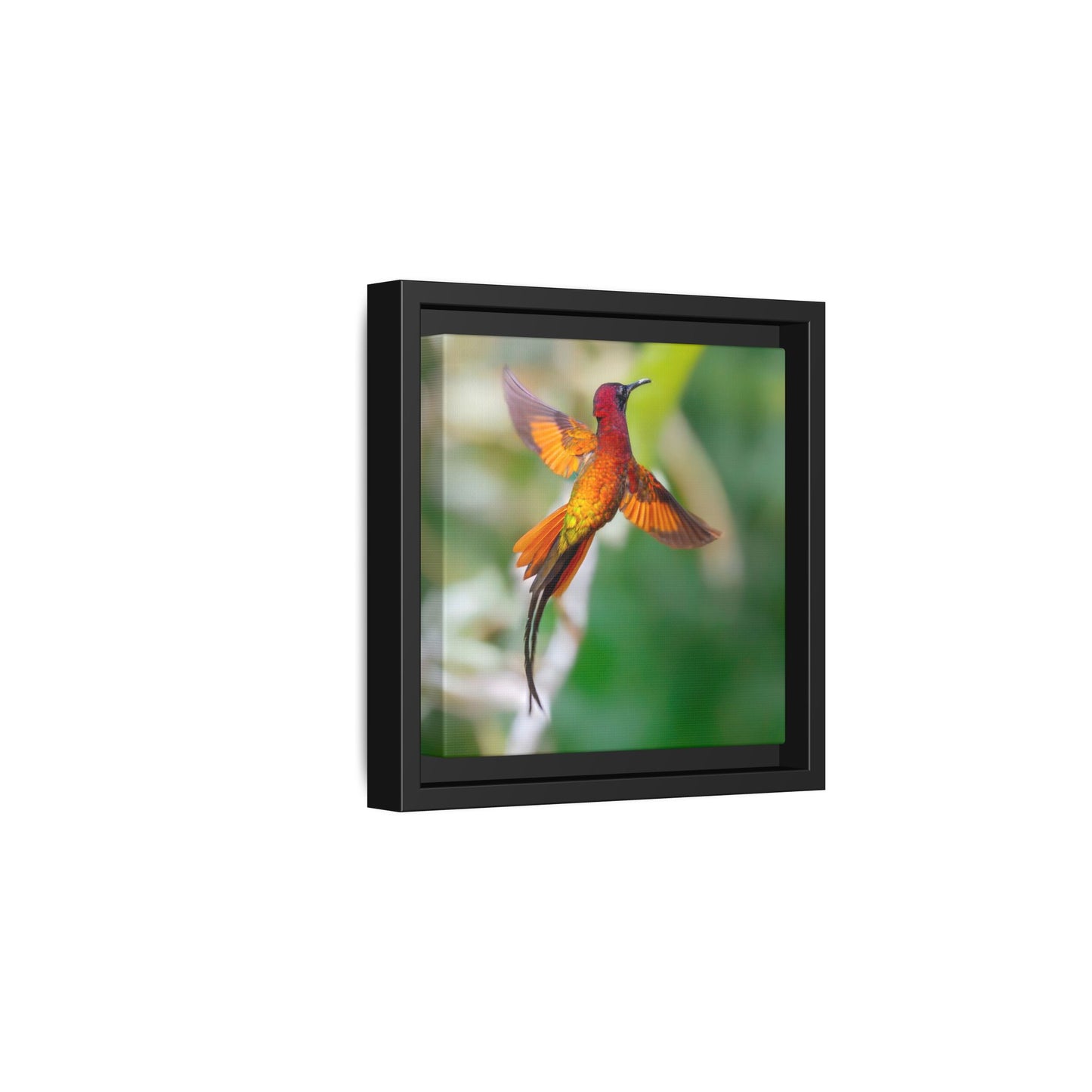 Crimson Topaz Framed Canvas Print, Long-tailed Hummingbird Wall Art
